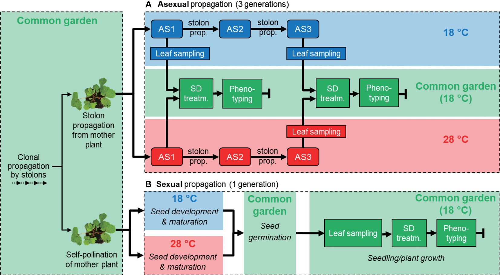 Strawberry Plant Sexual vs Asexual Reproduction