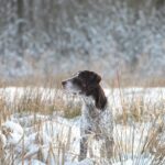 German Shorthaired Pointer standing in a field hunting in winter.