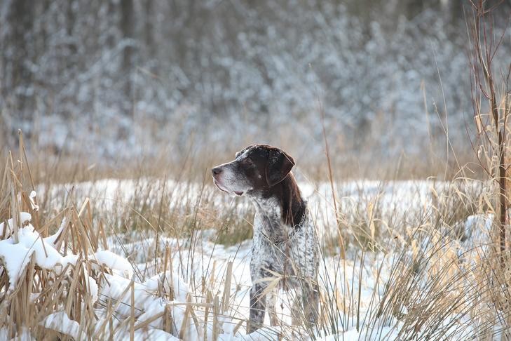 German Shorthaired Pointer standing in a field hunting in winter.