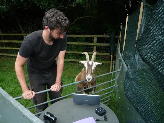 Goats show surprisingly dog-like skills, like this one taking part in research