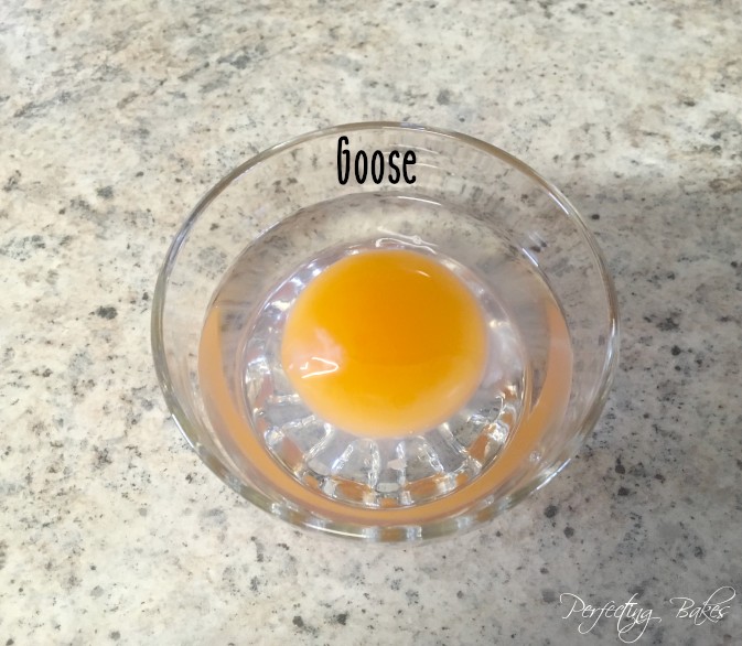 Goose Egg in Bowl