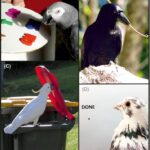 African Grey Parrot