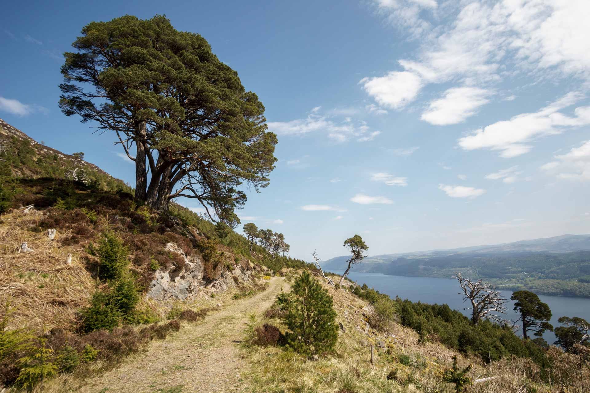 Tree by walking path in front of Loch Ness on Great Glen Way