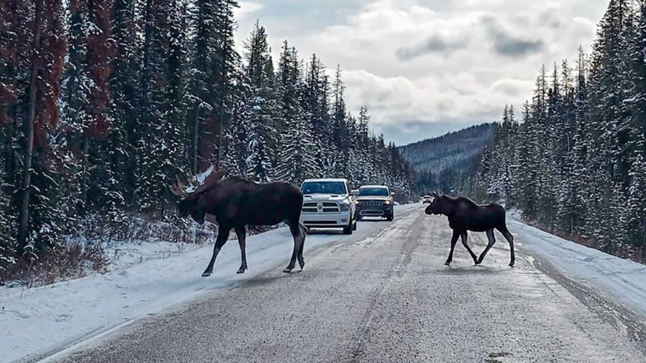 Canadian moose.