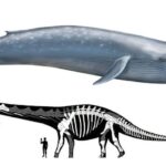 Blue Whale Size Compared to Brontosaurus