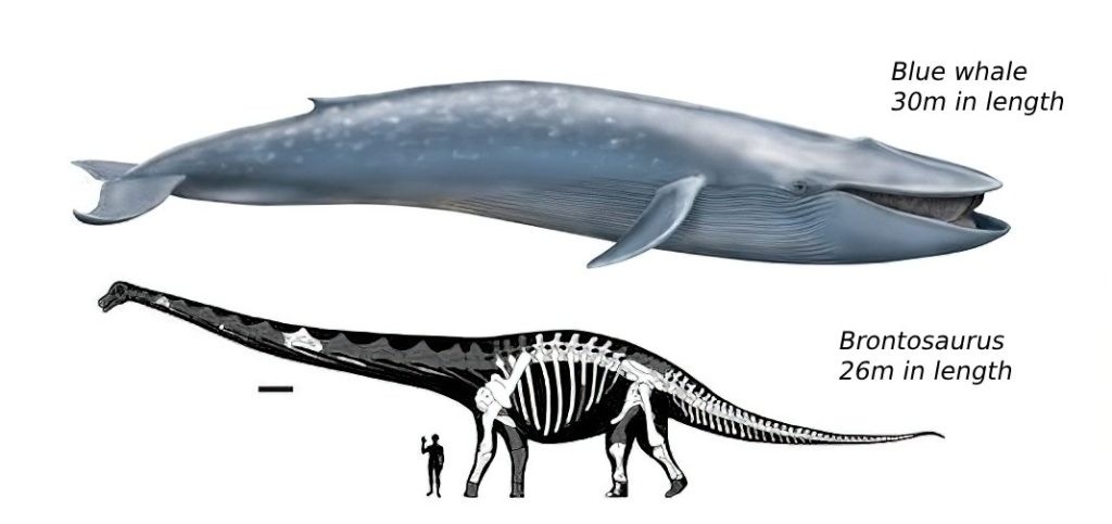 Blue Whale Size Compared to Brontosaurus