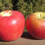 Honeycrisp and Evercrisp apples