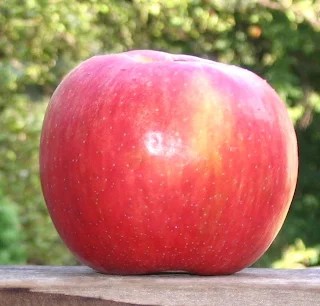 Honeycrisp apple