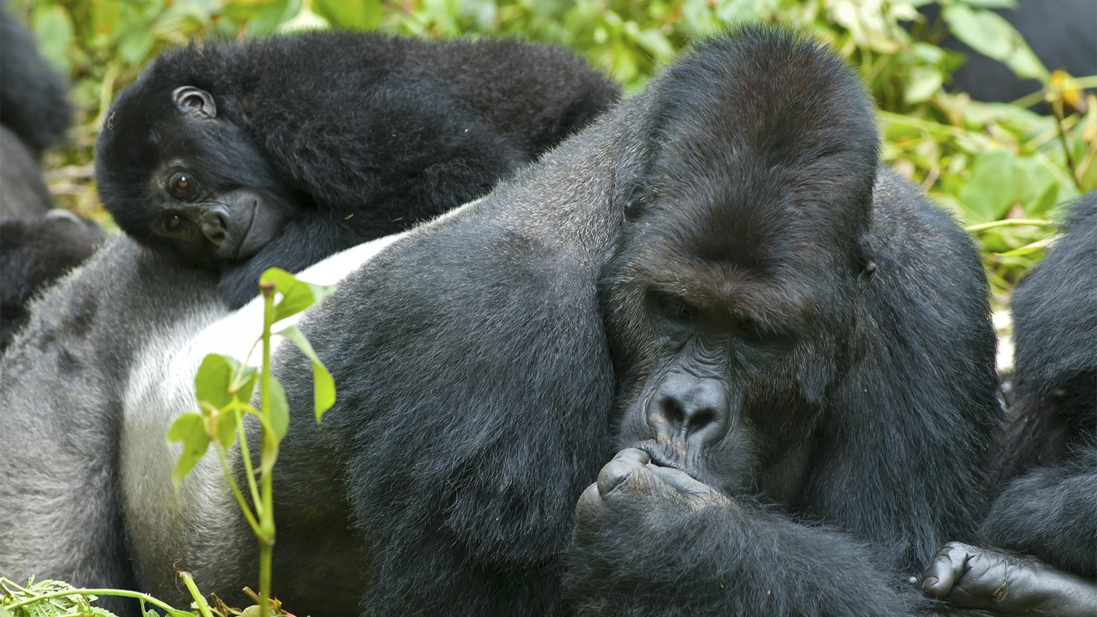 Gorilla Diet