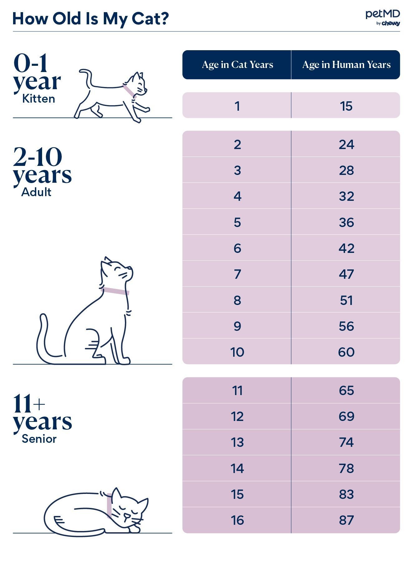 Age conversion infographic of cats