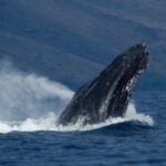 Humpback Whale Compared To A School Bus