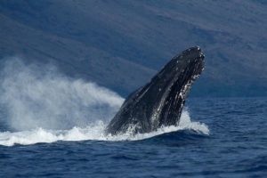 Humpback Whale Compared To A School Bus