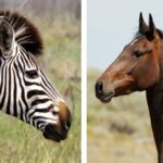 Zebra Size Comparison