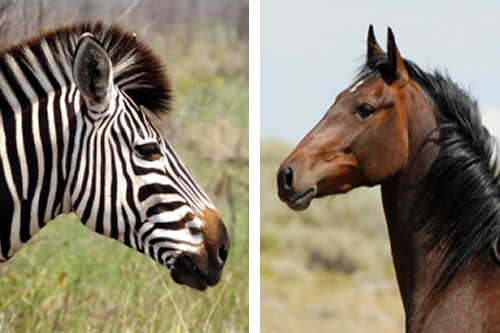 Zebra Size Comparison
