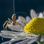 Ballooning spider showing a tiptoe stance on a daisy. Image credit: Michael Hutchinson.