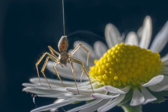 Ballooning spider showing a tiptoe stance on a daisy. Image credit: Michael Hutchinson.