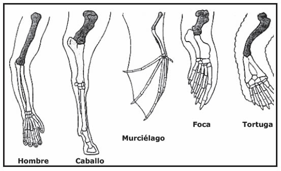 Homologous Structures