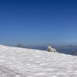 Mountain goat spotted on a hike in Glacier National Park. Photo by guide Jacob Starner