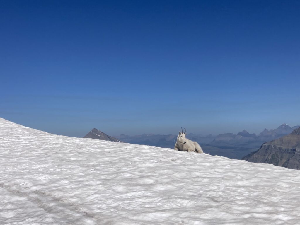 Mountain goat spotted on a hike in Glacier National Park. Photo by guide Jacob Starner