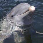 Bottlenose Dolphin