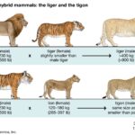 Diagram showing liger creation