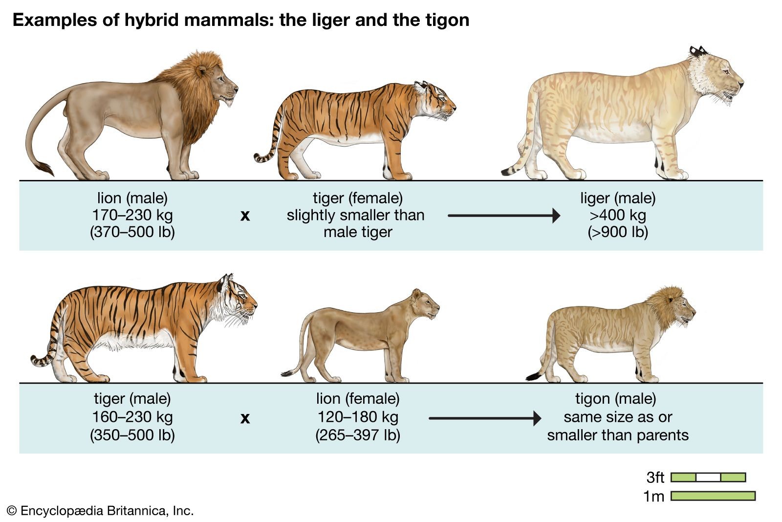 Diagram showing liger creation