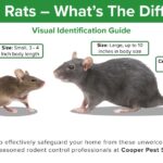 Rat and Mouse Comparison: Key Physical Differences
