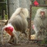 A baboon doing a mirror test