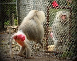 A baboon doing a mirror test