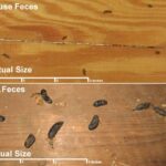 Rat and mouse droppings side by side
