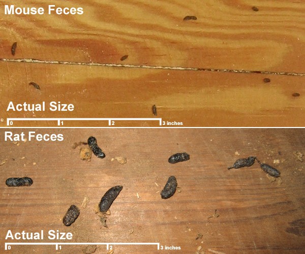 Rat and mouse droppings side by side