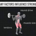 Genetic Variations Impacting Strength