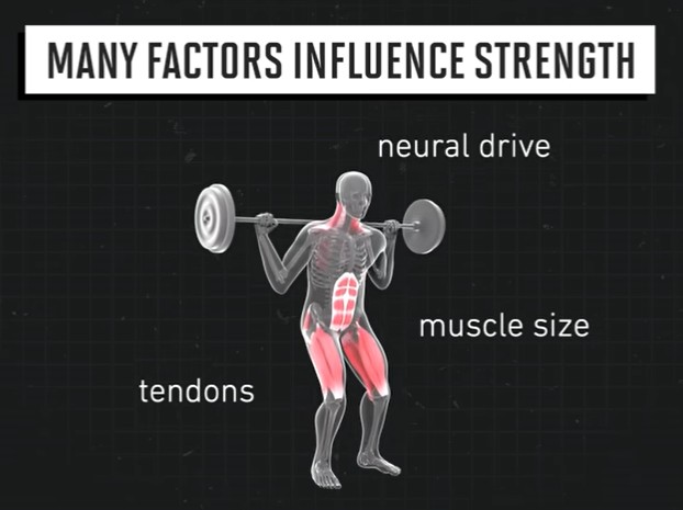 Genetic Variations Impacting Strength