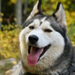Husky Intelligence