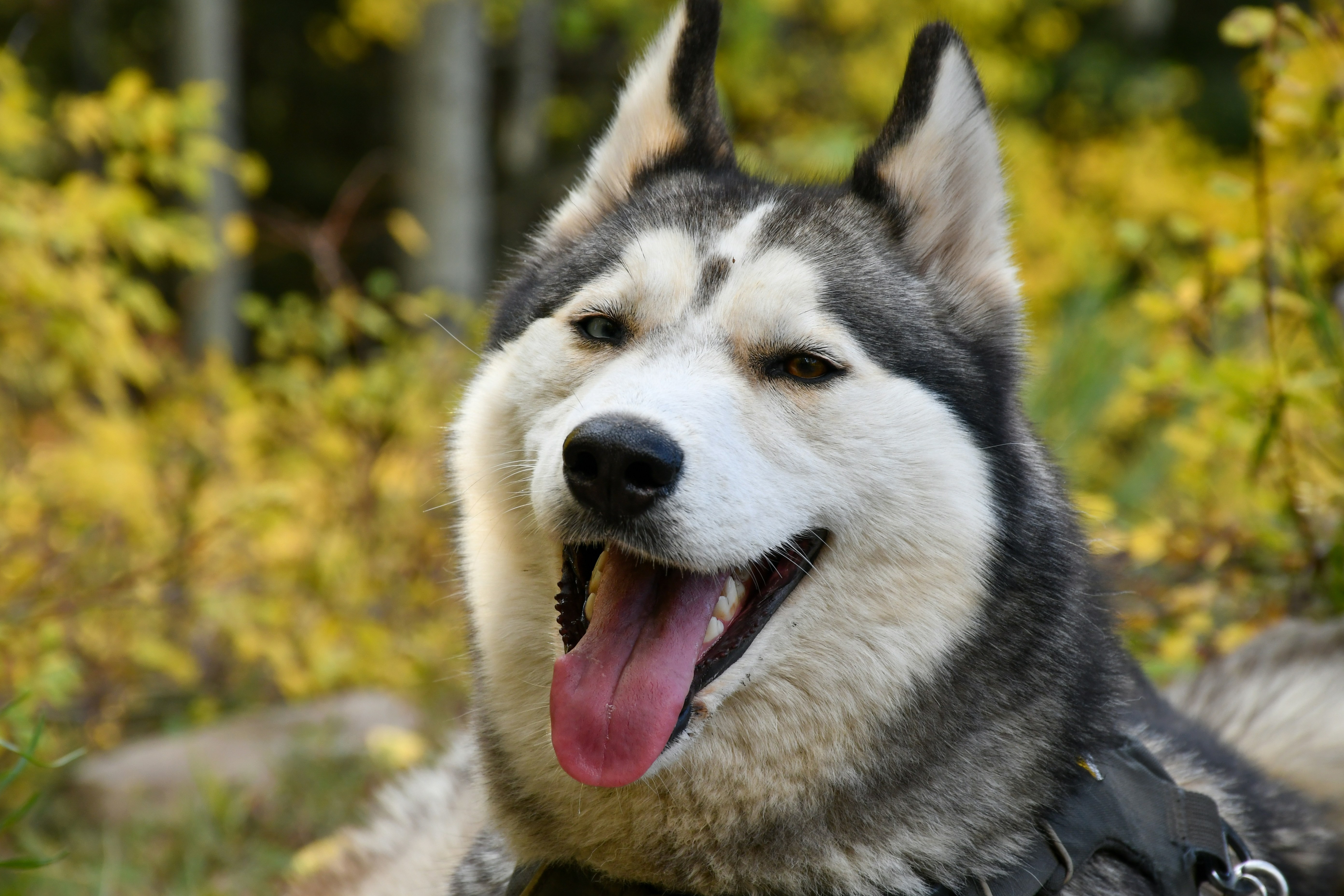 Husky Intelligence