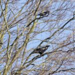 Size comparison of a crow and raven sitting on a branch, highlighting differences in body size and beak