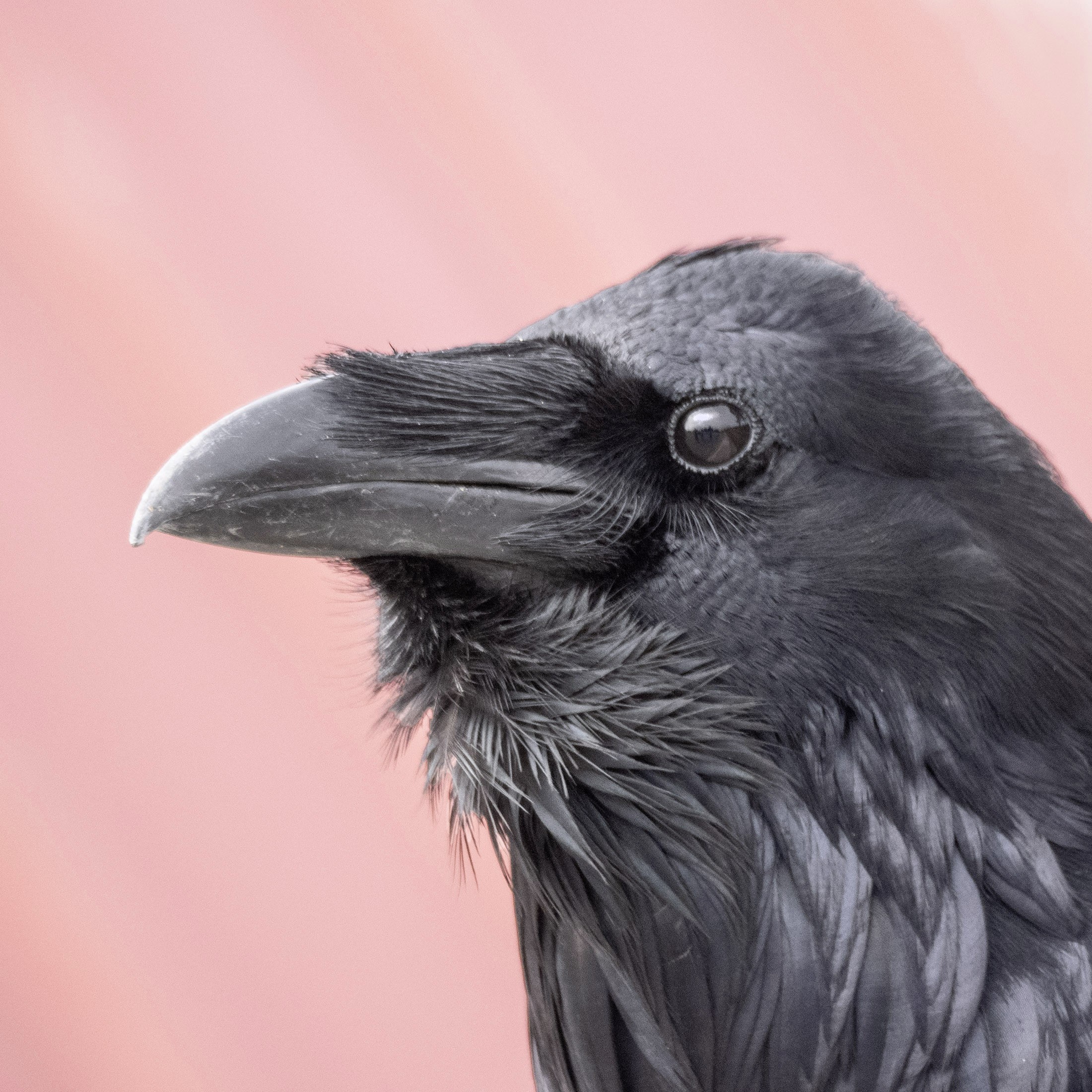 Close-up photograph of a raven's head, showcasing its intelligent gaze and distinctive features