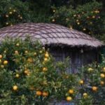 Jeju Island Travel Itinerary
