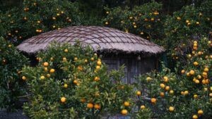 Jeju Island Travel Itinerary