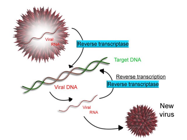 Reverse Transcription