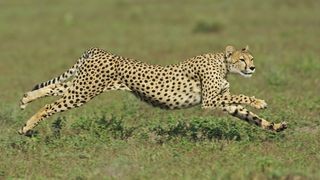A cheetah demonstrating its aerodynamic body and powerful limbs while sprinting across the African plains, highlighting its superior speed