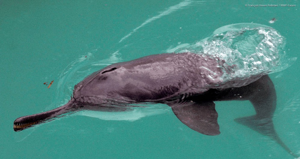 Endangered Dolphin