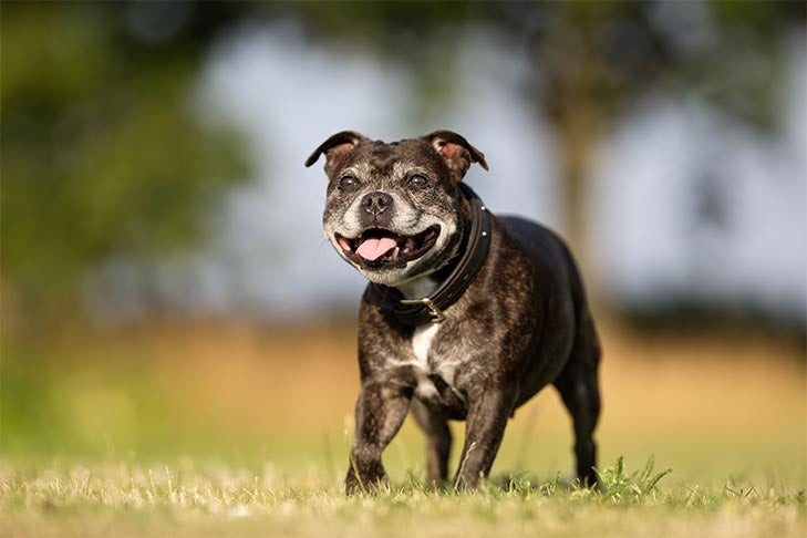 Smiling senior dog with gray muzzle