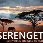 Serengeti Wildebeest Migration
