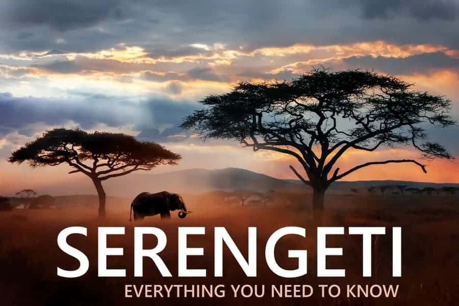 Serengeti Wildebeest Migration