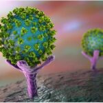 SARS-CoV-2 Virus