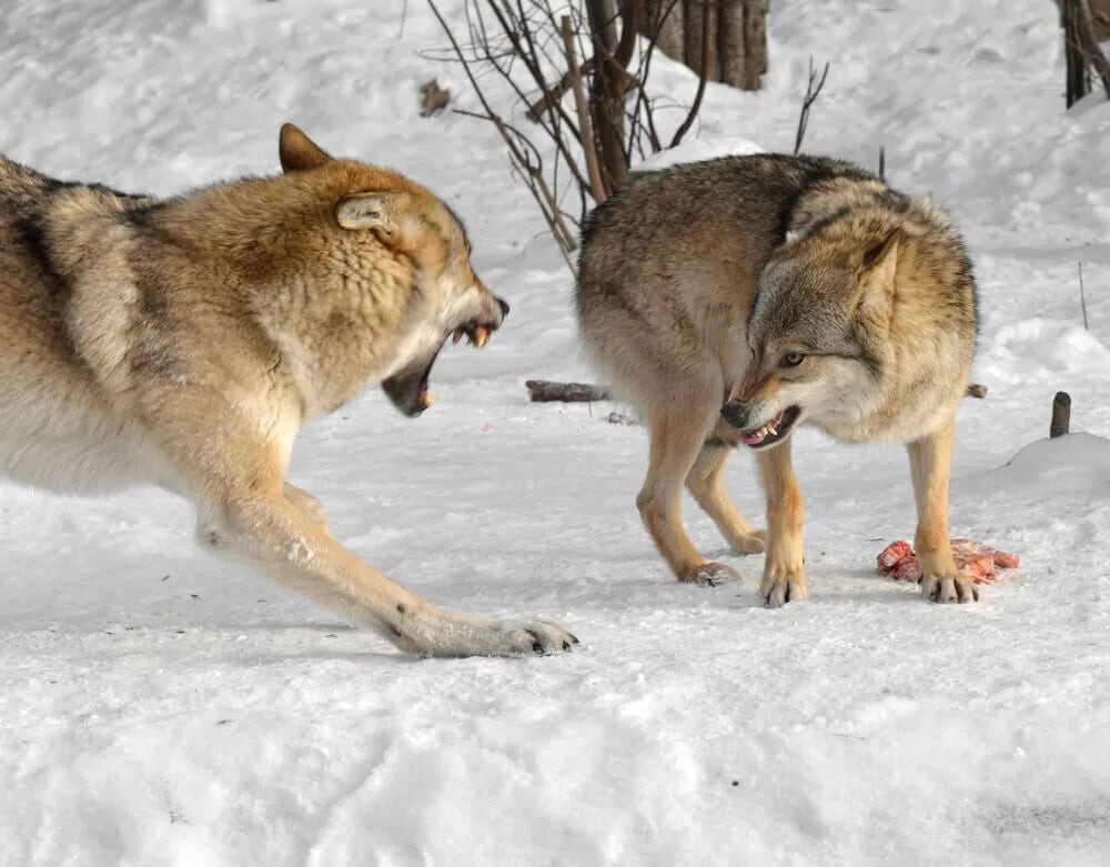 German Shepherd bite force comparison