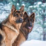 Wolf compared to a German Shepherd size