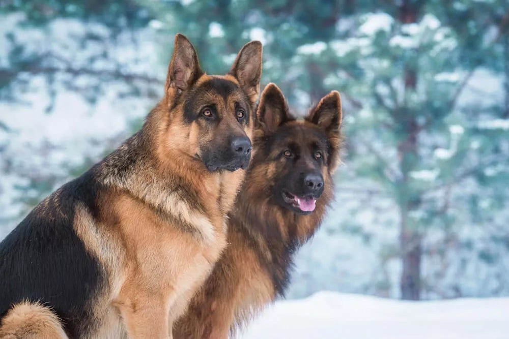 Wolf compared to a German Shepherd size