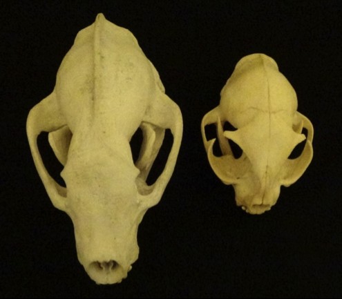 Comparison of animal skulls: cat, badger, fox
